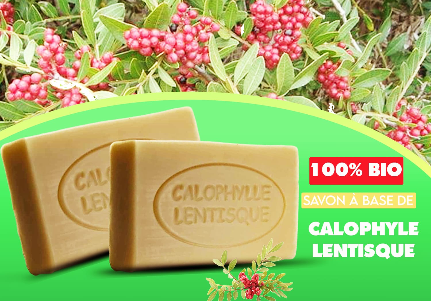 Savon calophylle
